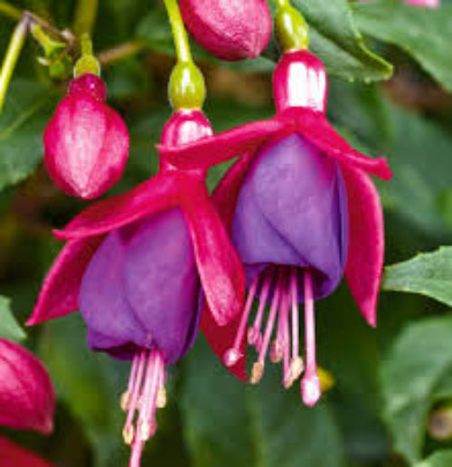 Fuchsia Seeds – Dark Eyes
