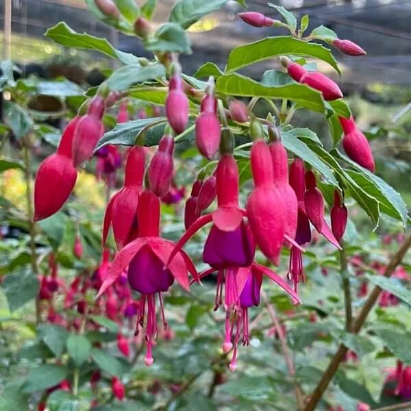 Fuchsia Dark Maroon Blooms 
