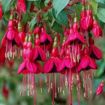 Fuchsia Dark Maroon Blooms 