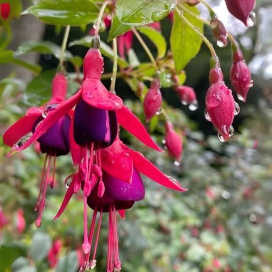 Fuchsia Dark Maroon Blooms 