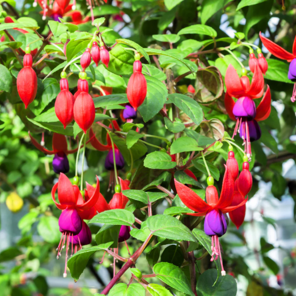 Fuchsia Seeds – Hardy Perennial
