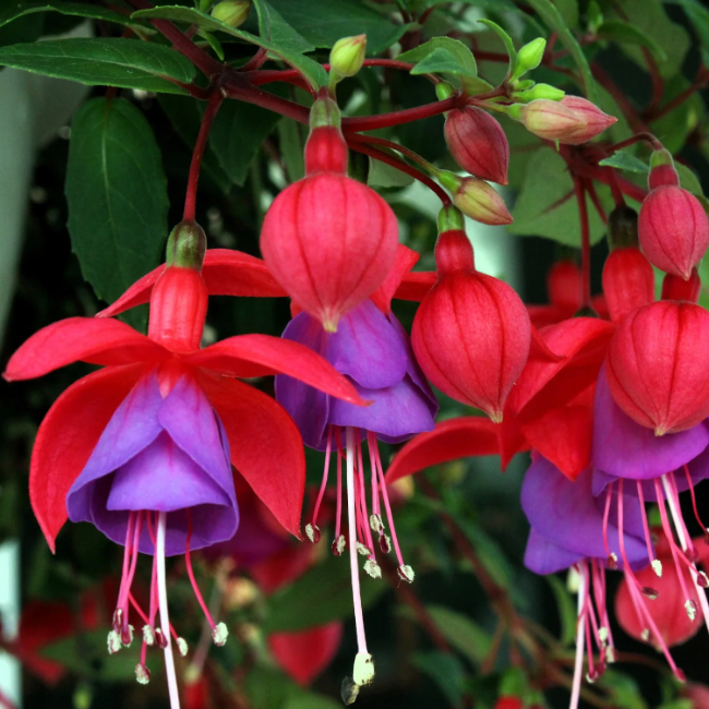 Fuchsia Seeds – Hardy Perennial
