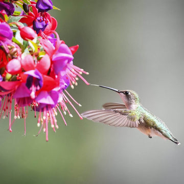 Fuchsia Seeds – Hummingbird Friendly
