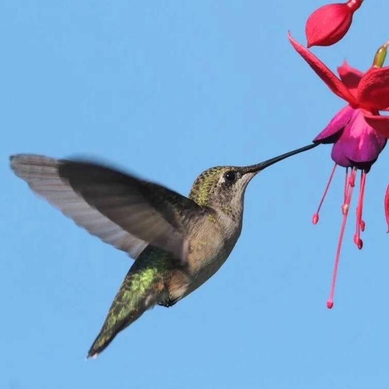 Fuchsia Seeds – Hummingbird Friendly
