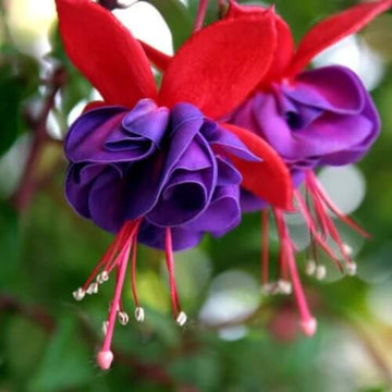 Fuchsia Magellanica Seeds – Hardy Perennial
