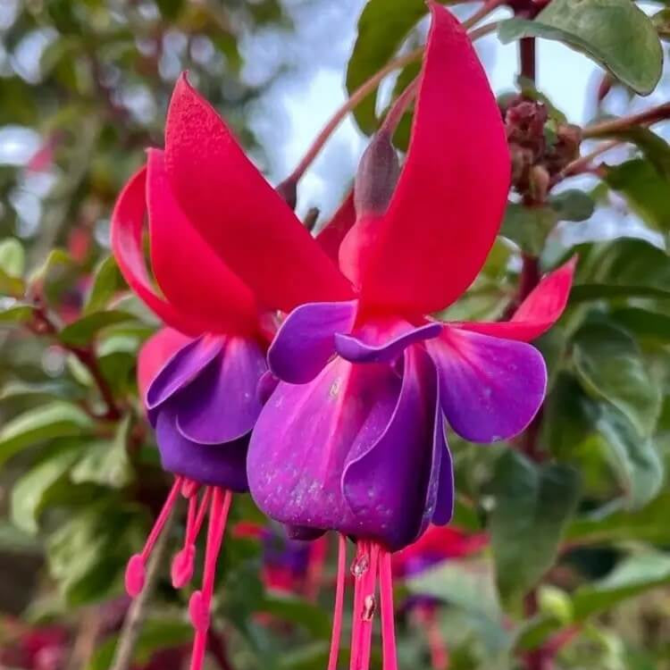 Fuchsia Magellanica Seeds – Hardy Perennial
