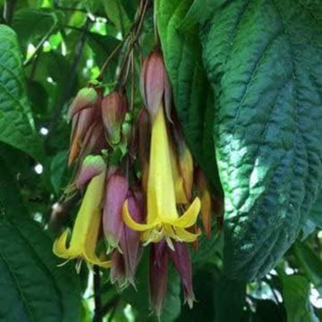 Fuchsia Purple Yellow Seeds