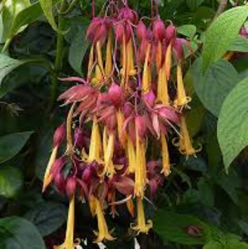 Fuchsia Purple Yellow Seeds