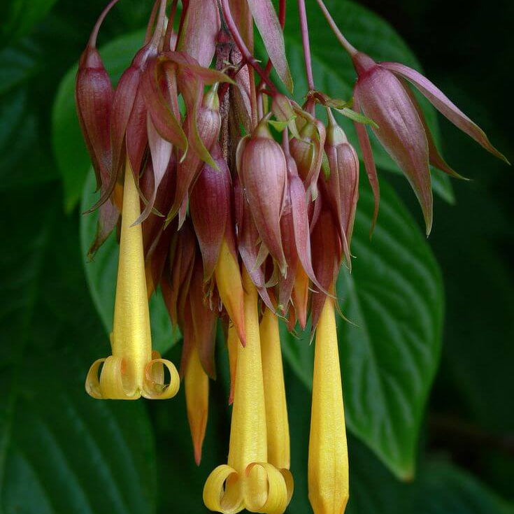 Fuchsia Purple Yellow Seeds