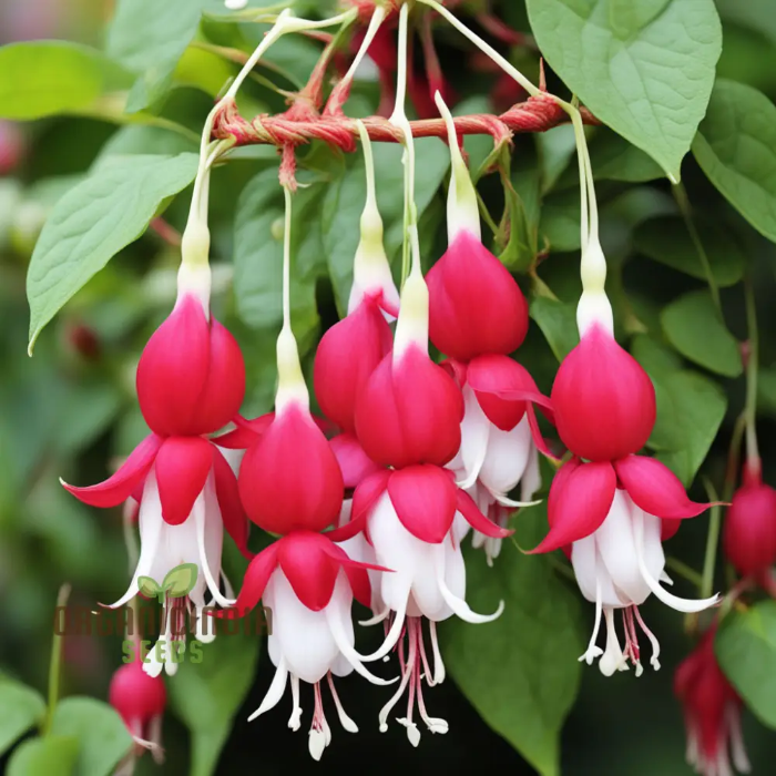 Fuchsia Seeds – Red White
