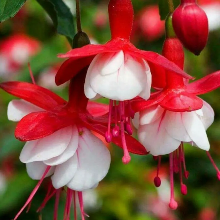 Fuchsia Seeds – Red White
