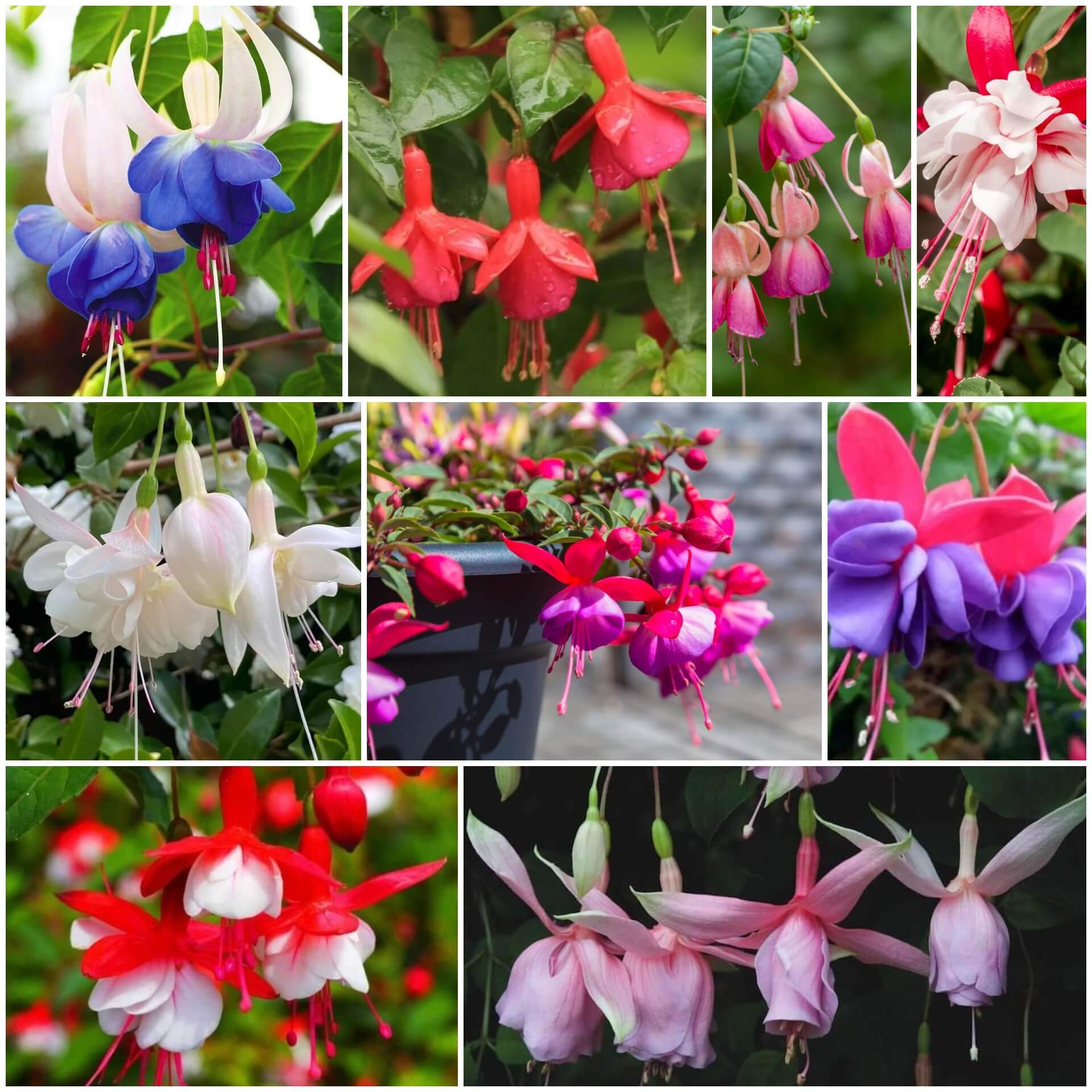 Fuchsia Seeds - All In One For Home Gardens