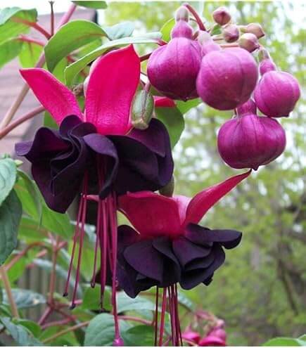 Fuchsia Seeds – Black & Pink – Wildflower