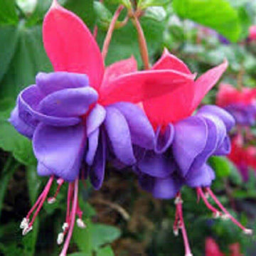 Fuchsia Seeds – Blue Red wildlflower