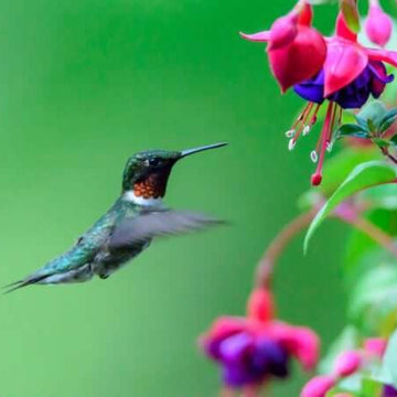 Fuchsia Seeds – Hummingbird Friendly
