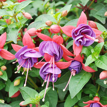 Fuchsia Seeds – Mixed Colors

