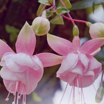 Fuchsia Seeds Pale Pink