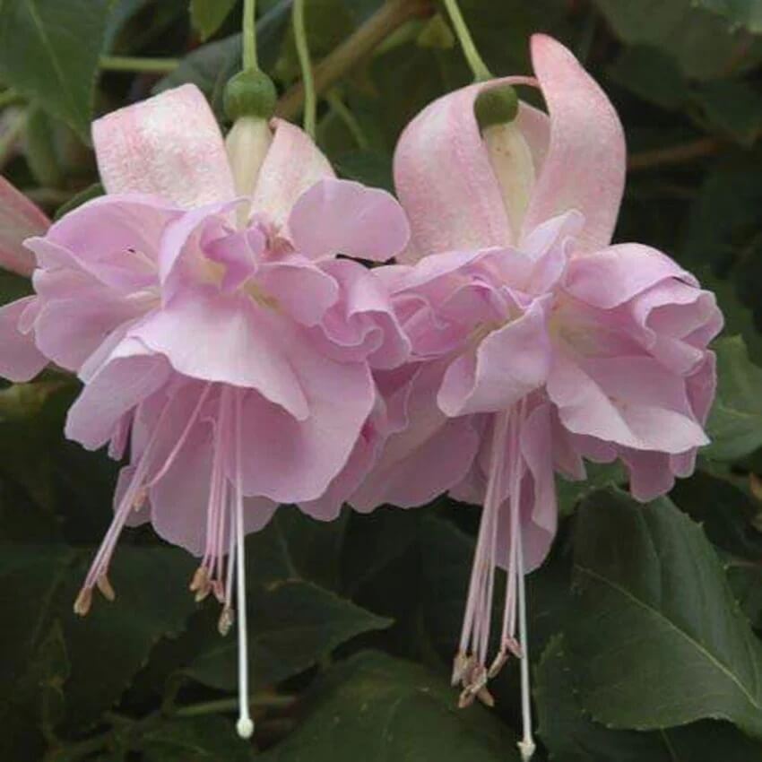 Fuchsia Seeds Pale Pink