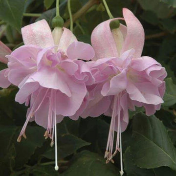 Fuchsia Seeds Pale Pink