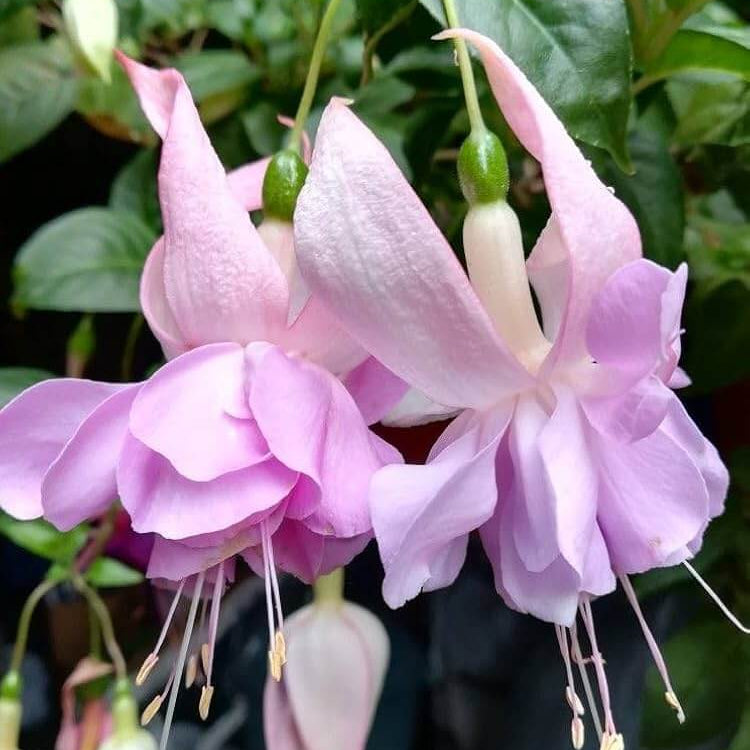 Fuchsia Seeds Pale Pink