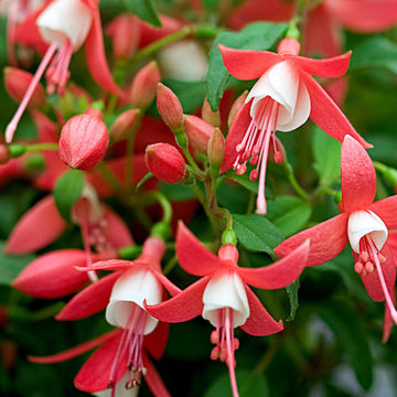 Fuchsia Seeds – Red White
