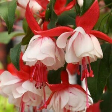 Fuchsia Vibrant Hanging Baskets Seeds