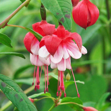 Fuchsia Vibrant Hanging Baskets Seeds