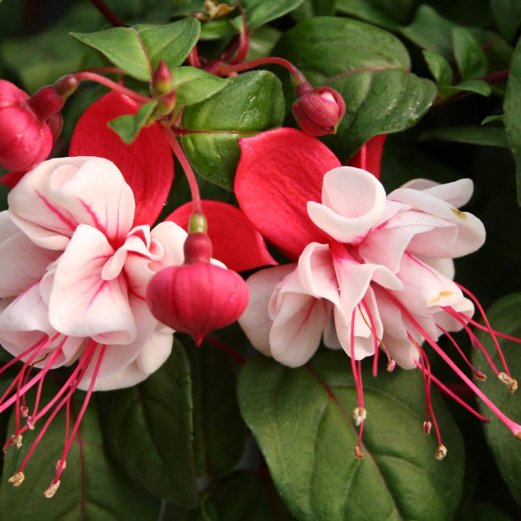 Fuchsia Vibrant Hanging Baskets Seeds