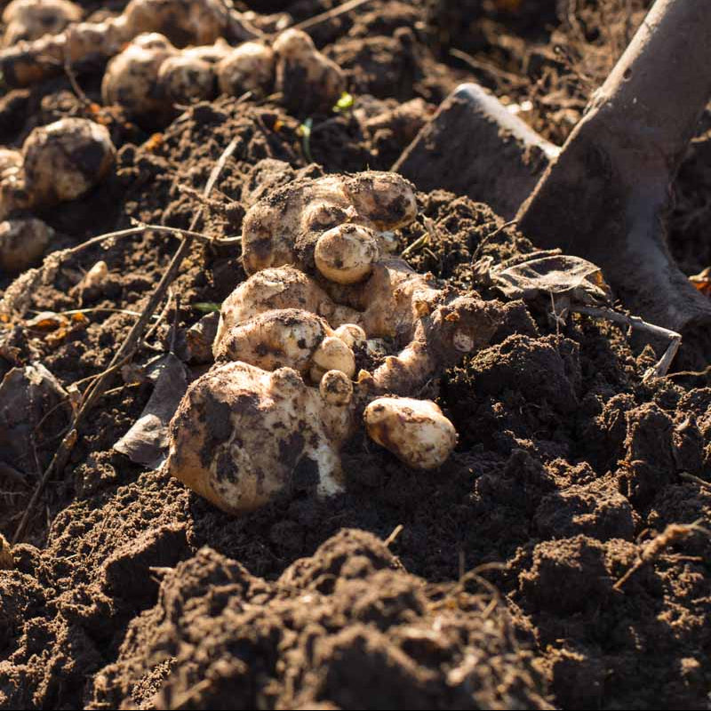 Fuseau Seeds - Vegetable Plant for Home Gardens