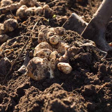 Fuseau Seeds - Vegetable Plant for Home Gardens
