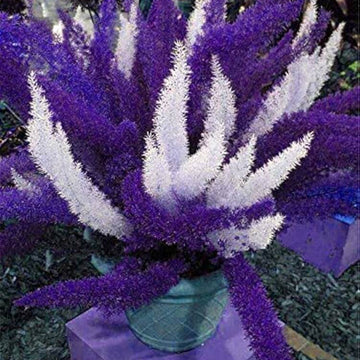 Futaba Perennial Foxtail Fern Seeds 