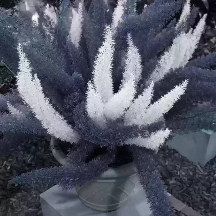 Futaba Perennial Foxtail Fern Seeds 