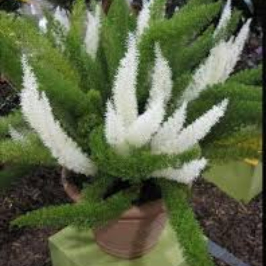 Futaba Perennial Foxtail Fern Seeds 