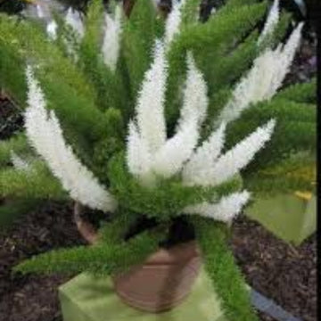 Futaba Perennial Foxtail Fern Seeds 