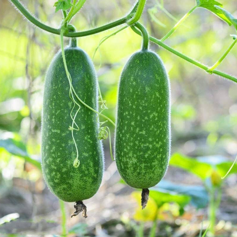 Fuzzy Gourd Seeds - Vegetable Plant