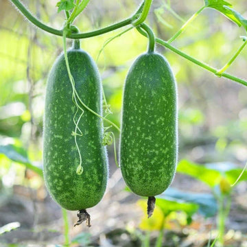 Fuzzy Gourd Seeds - Vegetable Plant