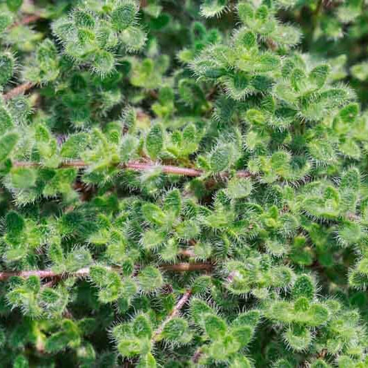 Fuzzy Thyme Seeds