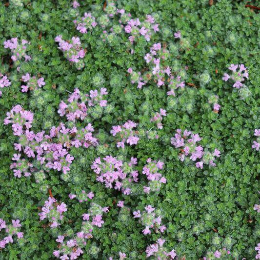 Fuzzy Thyme Seeds