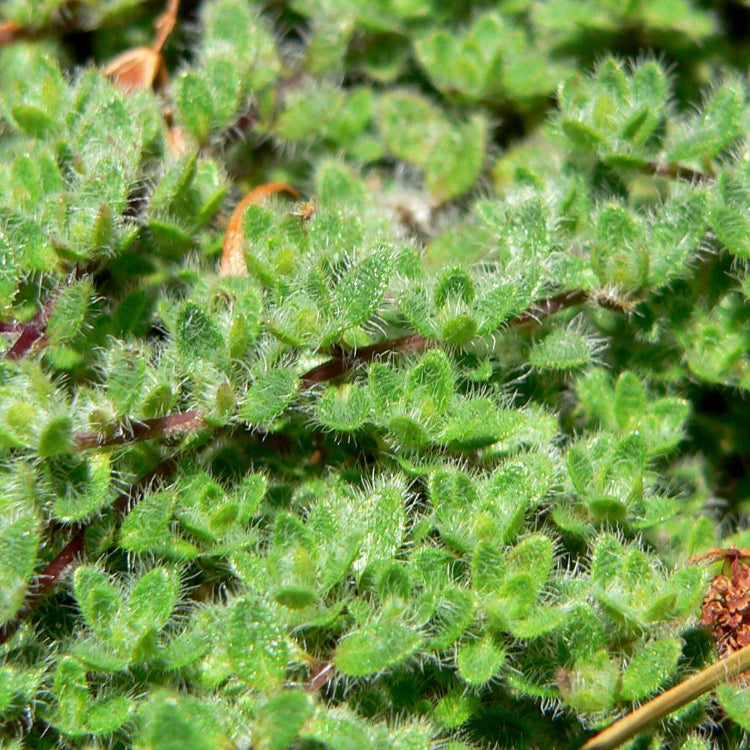 Fuzzy Thyme Seeds