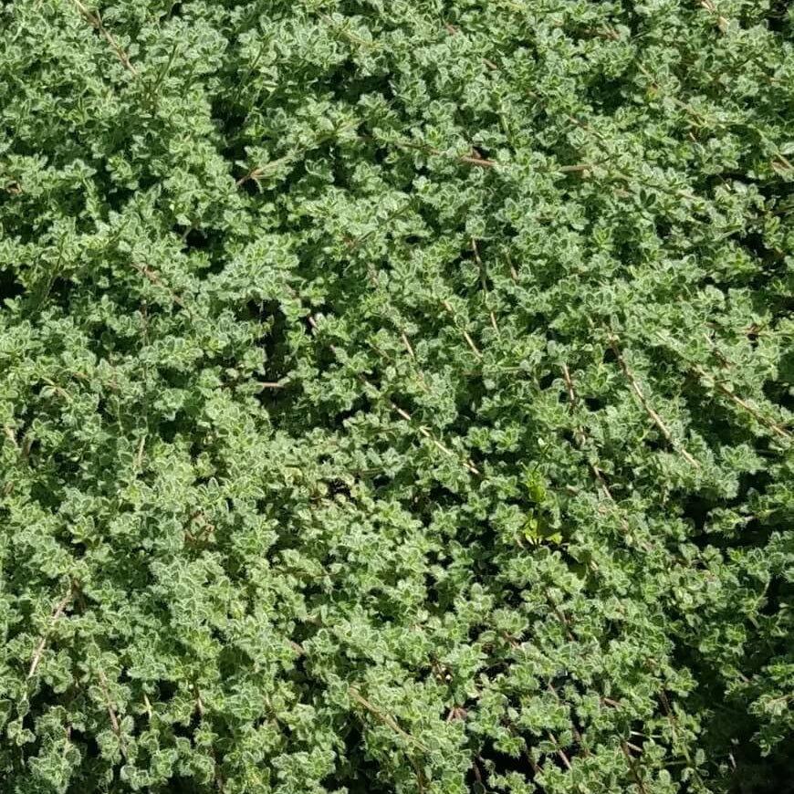 Fuzzy Thyme Seeds