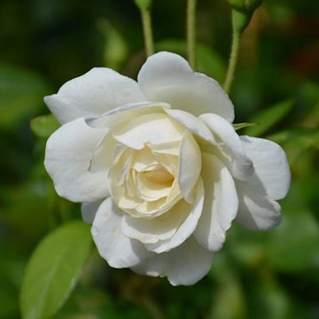 Rose Seeds – Climbing Iceberg