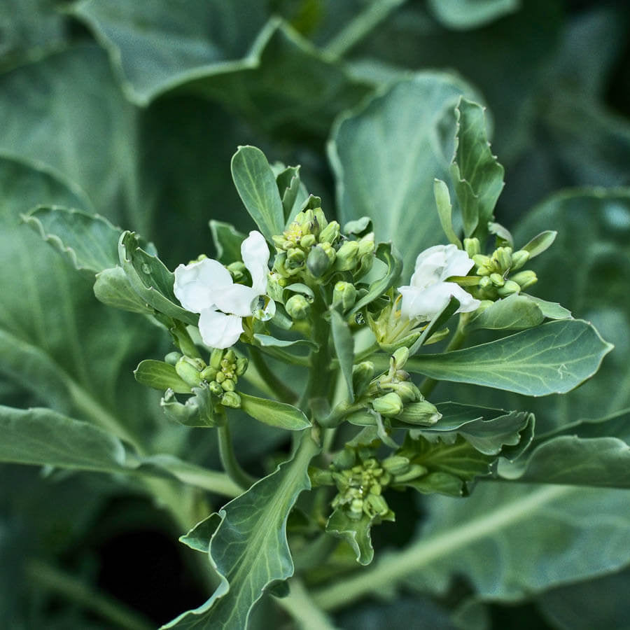 Gai Lan Seeds - Vegetable Plant