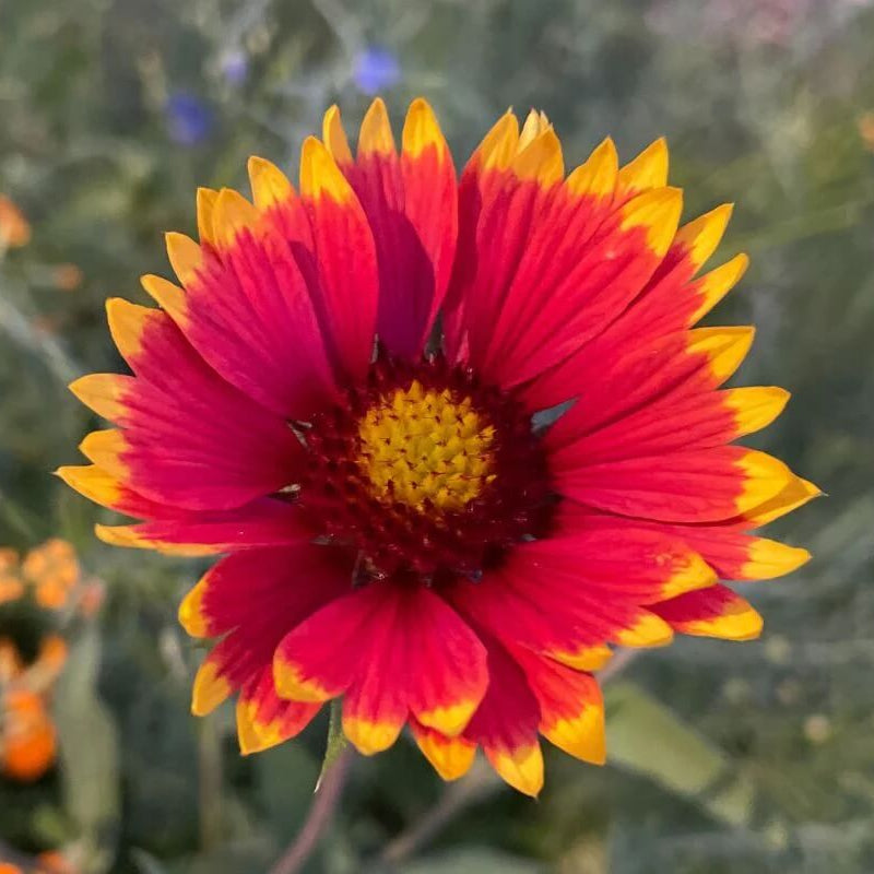 Gaillardia Blanket Seeds - All In One For Home Gardens