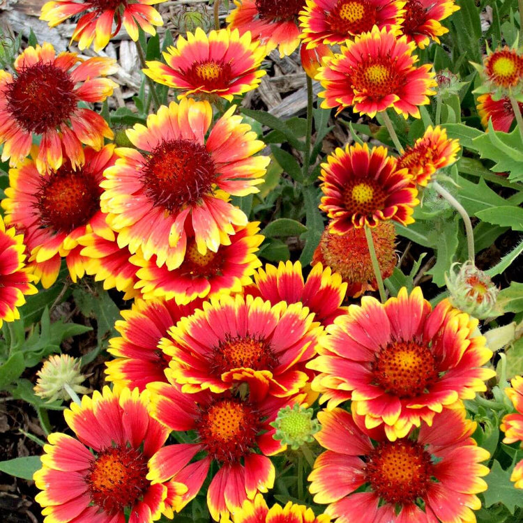 Gaillardia Blanket Seeds - All In One For Home Gardens