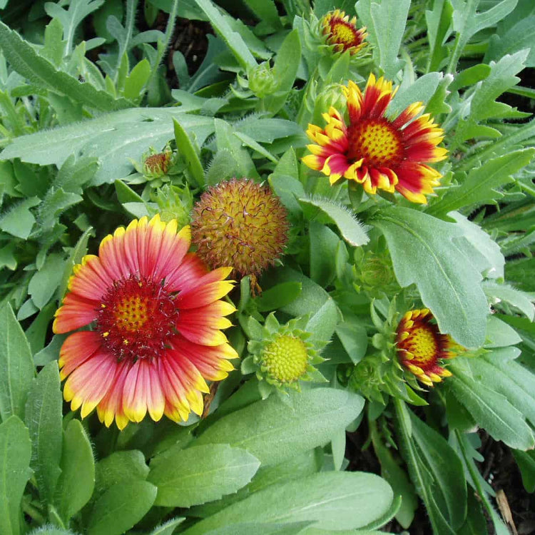 Gaillardia Blanket Seeds - All In One For Home Gardens