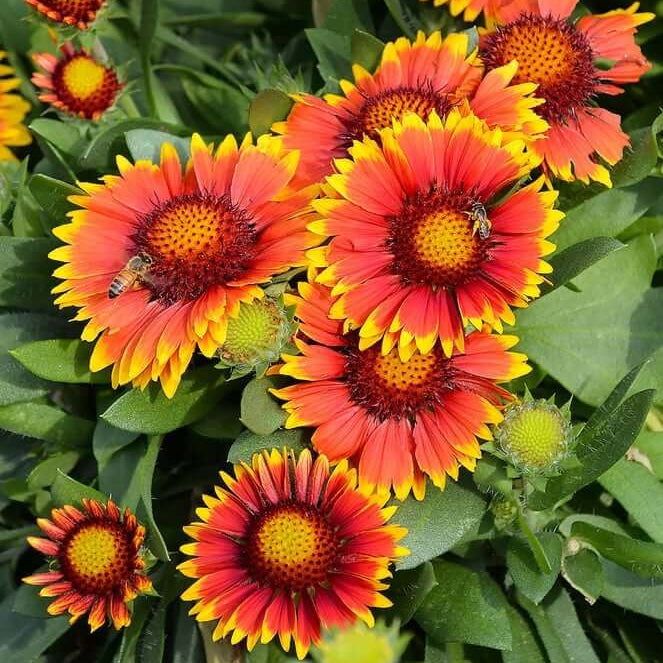 Gaillardia Blanket Seeds - All In One For Home Gardens