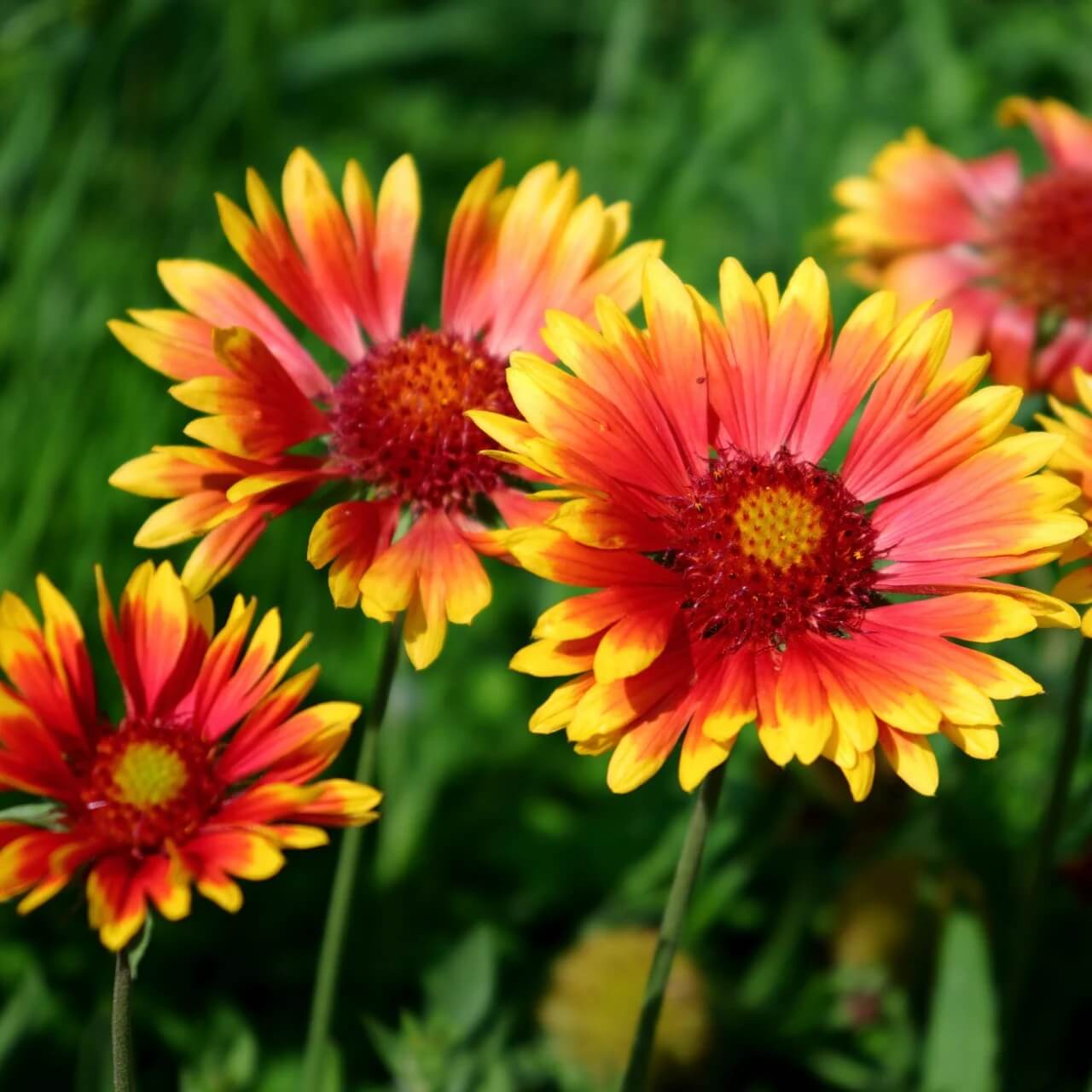 Gaillardia Blanket Seeds - All In One For Home Gardens