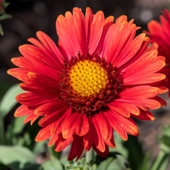 Gaillardia Seeds – Grandiflora Blanket
