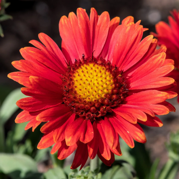 Gaillardia Seeds – Grandiflora Blanket
