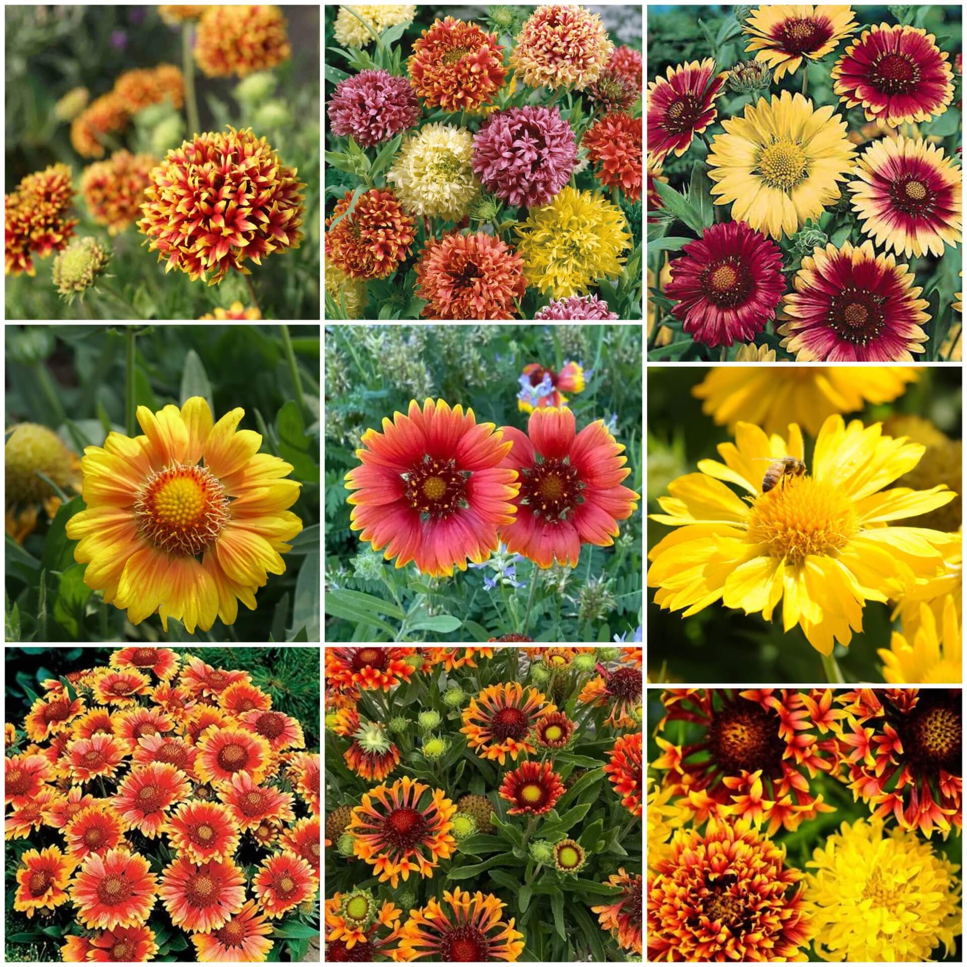 Gaillardia Seeds - All In One For Home Gardens